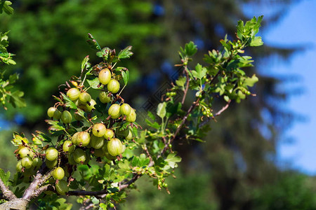 在阳光明日的花园里绿色鹅莓果灌木Ribesuvacrisp图片