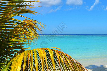 热带海域的棕榈树图片