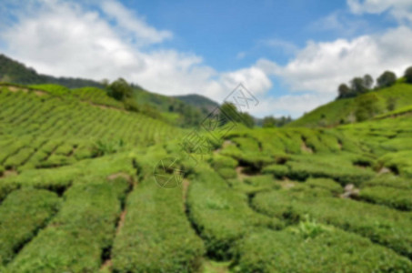 卡梅伦高地茶叶种植园在阳图片