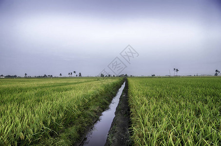 平天色的稻田灌溉图片