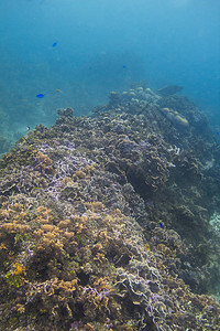 珊瑚礁墙的顶视图图片