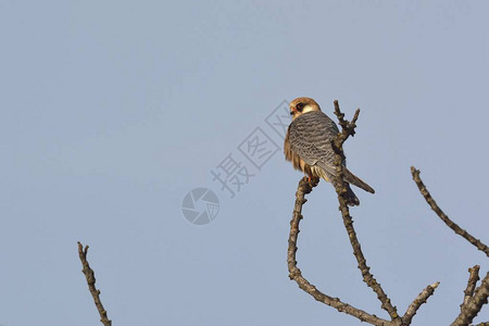 希腊红脚鹰FalcoVesper图片