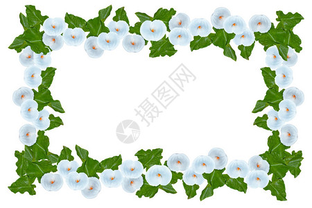 Brightcalla花朵在白色背景图片