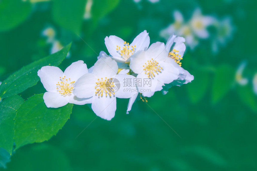 白茉莉枝条娇嫩的春花图片