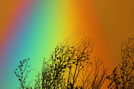 彩虹在五颜六色的天空和背影干树枝图片