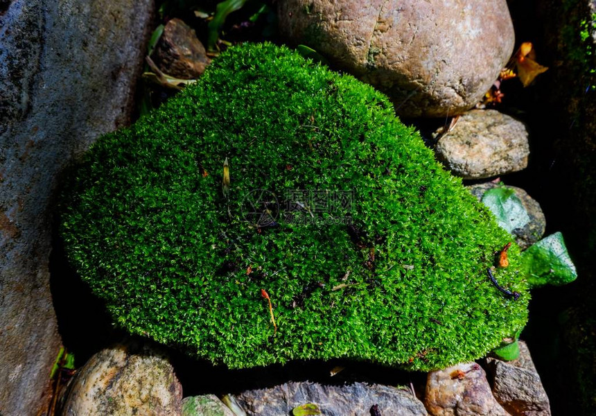 花园地板石头上的苔藓植物背景图片