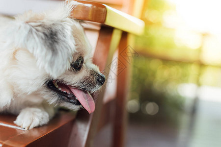 与ShihTzuPomeranian和Poodle在度假旅行时感图片