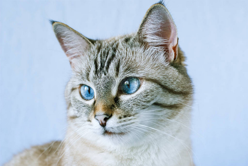 蓝眼睛的漂亮虎斑猫图片