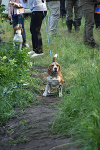 Beagle在森林里长图片