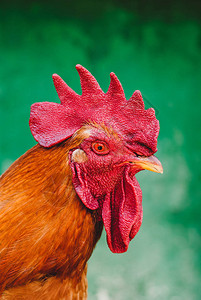 绿底红梳公鸡的肖像背景图片