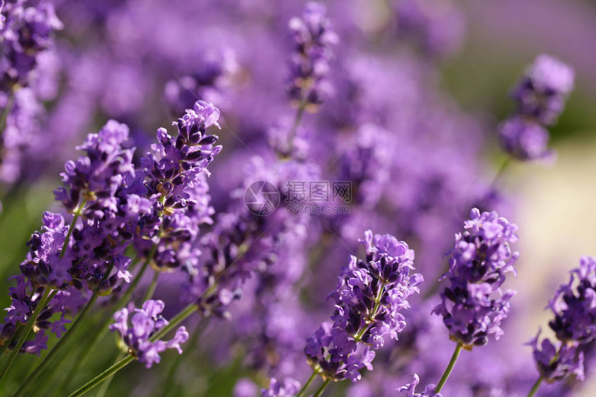 开花的紫色薰衣草与蜜蜂图片