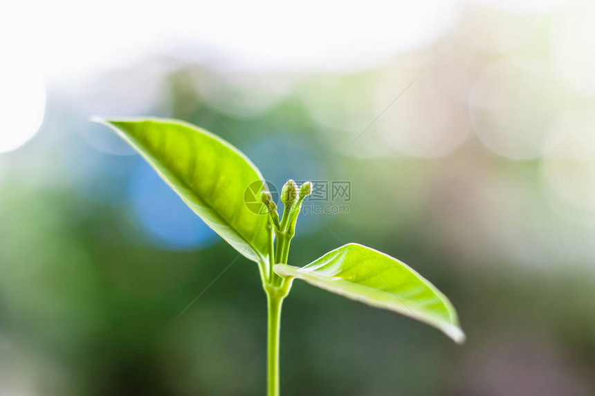 在自然概念模糊的自然背景下图片