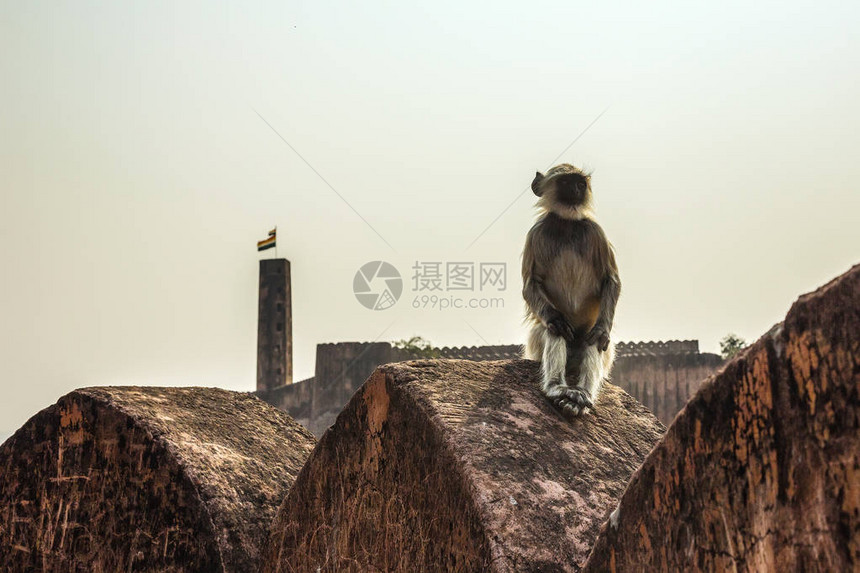 哈努曼的兰古尔人被印地安人尊崇和保护为神圣的动物图片