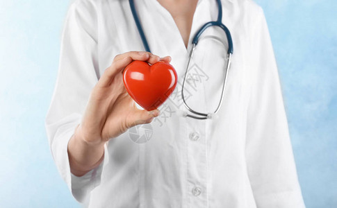 持有轻背景心脏模型的女医生心图片
