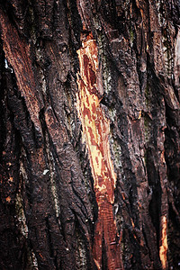 背景树皮苔藓图片