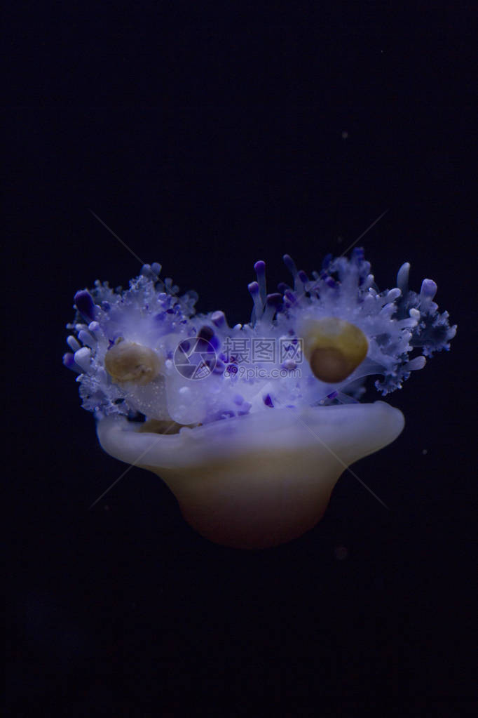 地中海水母炸蛋水母CotylorhizaTurc图片