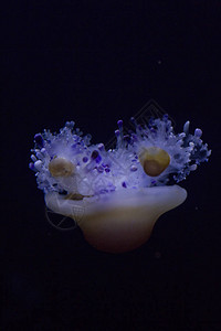 地中海水母炸蛋水母CotylorhizaTurc高清图片