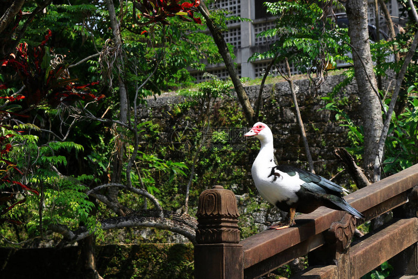一只浮华的鸭子站在桥的栏杆上图片