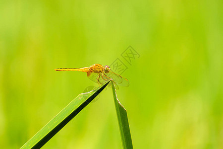 草叶上的蜻蜓阳光和绿色背景中的浮光图片