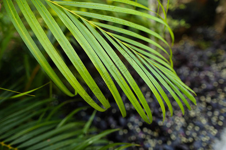 绿色热带叶背景照片植物和树叶的概图片