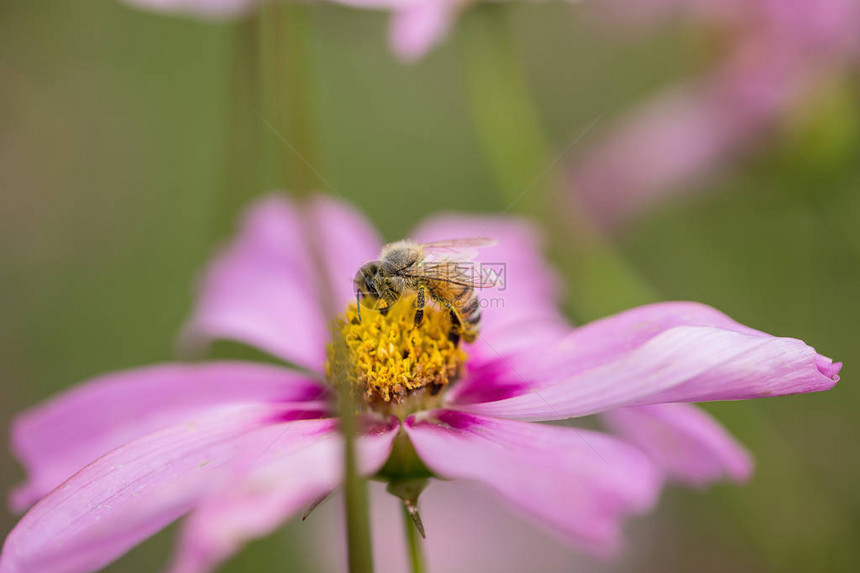 粉红花上的蜜蜂图片