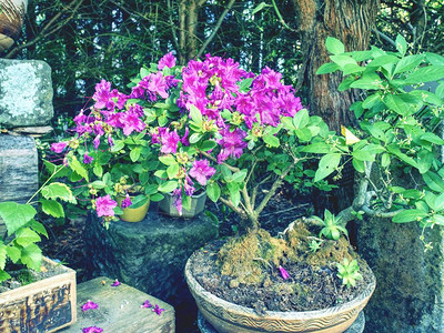 花园里的粉红色杜鹃花杜鹃花盆景植物植物园盆栽粉红色图片