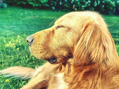 平静的金毛猎犬的画像聪明的躺在草地上的狗健康运动身体狗脸的图片