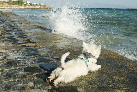 夏日碧海之岸的西高地白梗图片