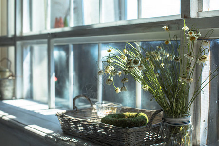 窗台上的花瓶中的干甘菊花朵图片