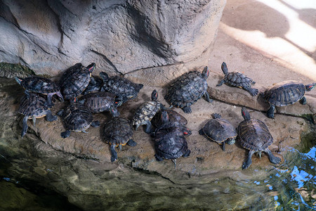 红耳龟在动物园的池塘表面晒太阳图片