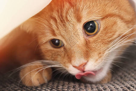 小宠物可爱的红猫眼睛大美人闭着可爱图片