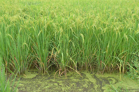 绿地水稻田图片