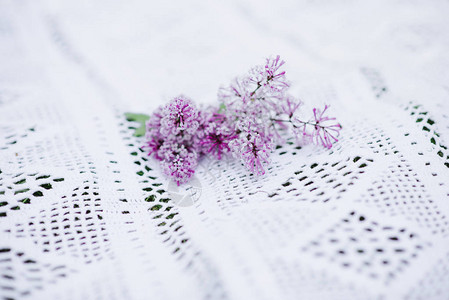 在花边的丁香分支女仆的白色格子和丁香的花序图片