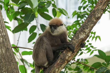 树枝上的猴子斯里兰卡图片