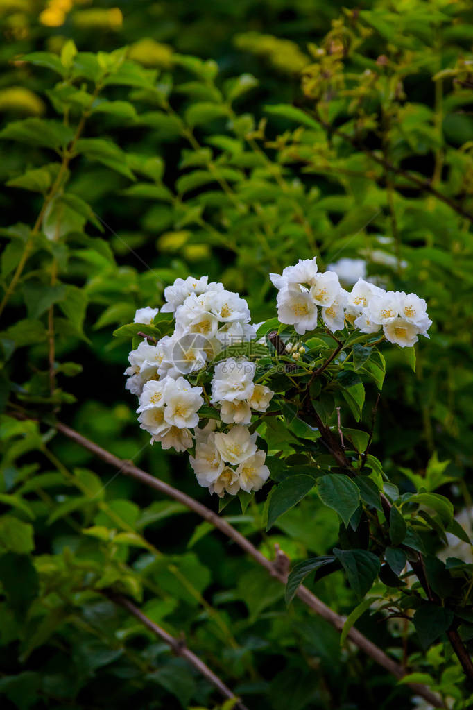 白茉莉花丛图片