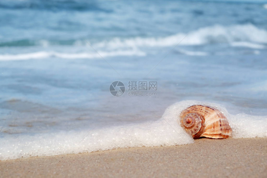 海边沙滩上的贝壳夏季图片