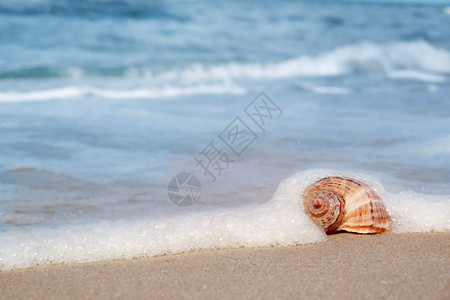 海边沙滩上的贝壳夏季图片
