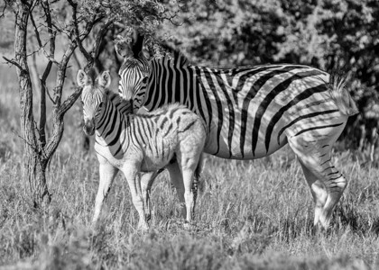 南部非洲萨凡纳的伯切尔斑马母亲和肥鹅Zebra图片