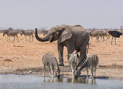 大象在纳米比亚热带草原的水洞追图片