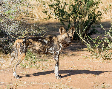 卡昂非洲野狗在纳米比背景
