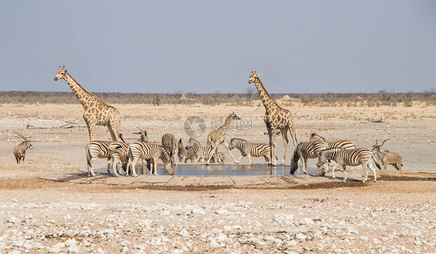 纳米比亚草原水洞的Zebra图片