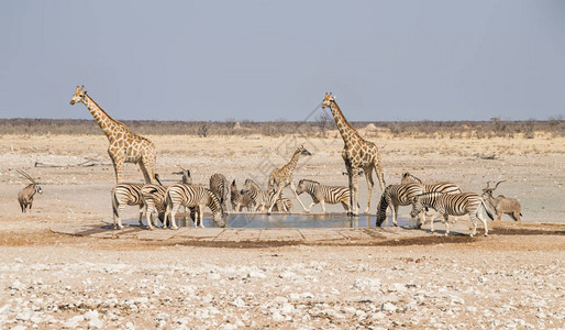 纳米比亚草原水洞的Zebra图片
