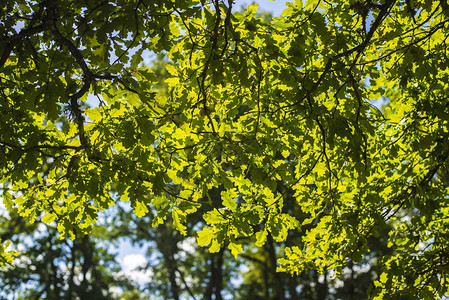 蓝天空下的绿叶在清晴的夏图片