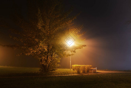 夜间公园里一棵被点燃的树特写镜头背景图片