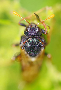 稻草昆虫Cicada图片