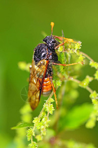 稻草昆虫Cicada图片