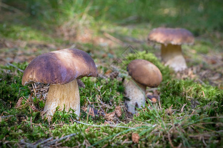 在背景模糊的森林中称为便士包子的食用蘑菇布菜团捷克图片