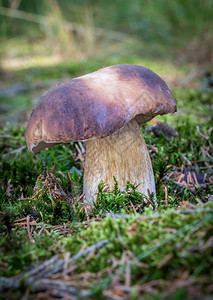 美丽的食用蘑菇牛肝菌被称为苔藓中的便士面包背景图片