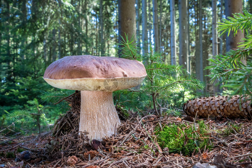斯普鲁采森林和令人惊叹的可食蘑菇布丁意称便士面包捷克图片