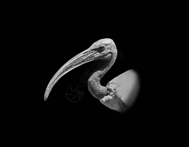 非洲神圣ibis鸟的图片